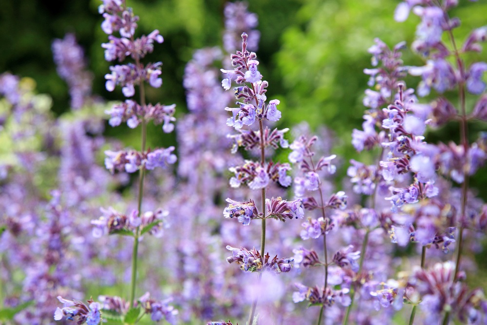 Catnip