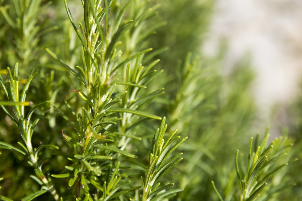 Rosemary